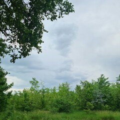 A group of trees in a grassy area with a cloudy sky