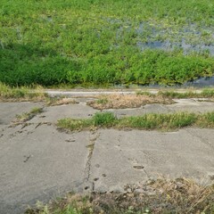 A path with grass and bushes