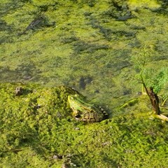 A turtle on the ground