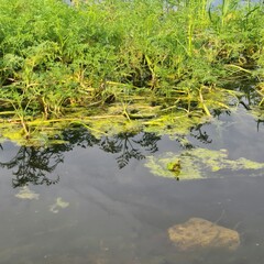 A small pond with grass and plants