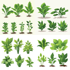 Green leaves hosta vector set isolated on white - obrazy, fototapety, plakaty