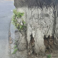 A tree with a hole in it