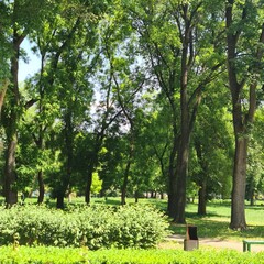 Fototapeta na wymiar A park with trees