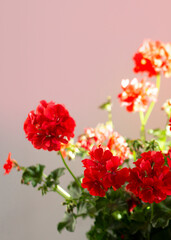 Bouquet of red geranium. Beautiful pelargonium flower. Flora and plant. Decorative gardening. Postcard design. Photo closeup