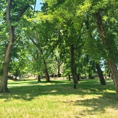 Fototapeta premium A grassy area with trees in the background