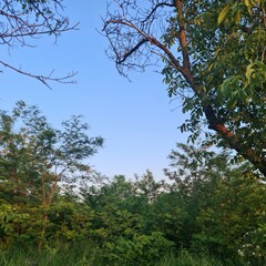 A tree with green leaves