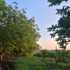 A grassy area with trees and a body of water in the background