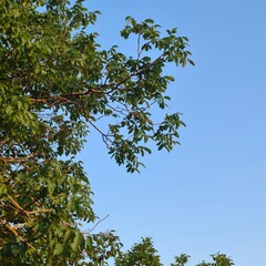 A tree with green leaves