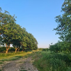 A dirt road with trees on either side of it