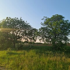 A grassy field with trees