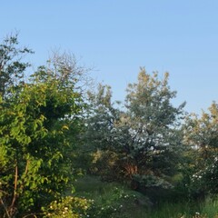 A group of trees with green leaves