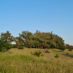 A grassy field with trees