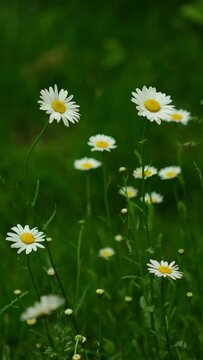 Meadow of white Chamomile flowers. Camomile flowers field. Beautiful blooming white chamomiles flowers on green grass. Herbal medicine. Selective focus