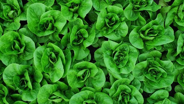 Green leaves romaine lettuce on organic farm. Romaine lettuce grows in the soil in greenhouse. Fresh lettuce leaves, salad plant, organic food, agricultural industry, vertical video rotation, close-up