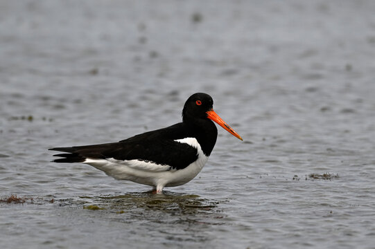 Eurasian Oystercatcher // Austernfischer (Haematopus ostralegus) - Axios Delta, Greece
