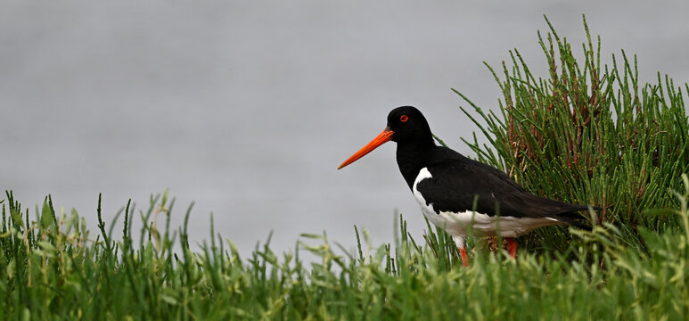 Eurasian Oystercatcher // Austernfischer (Haematopus ostralegus) - Axios Delta, Greece