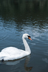 Beautiful white swans swimming on a lake in the park.