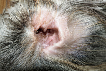 close ear of a shih tzu dog with extra hair inside and dirty.  pet .  vet clinic.  dog with dirty...