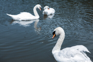 Beautiful white swans swimming on a lake in the park.