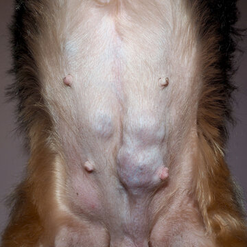 abdomen from below of a small Yorkshire terrier dog with a neoplasm on the mammary gland.  oncology.  benign tumor, malignant tumor.  dog pet disease cancer