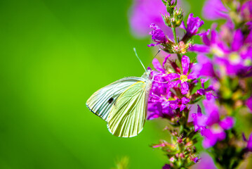 A yellow butterfly sits on a purple flower
