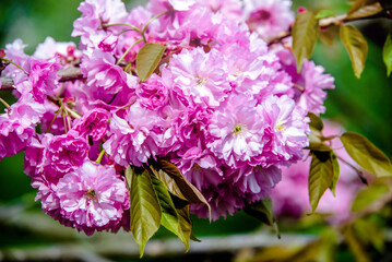 Japanese cherry blossoms on a green natural background
