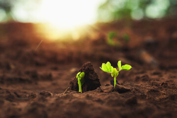 The growth of plants on the soil that has soft sunlight in the morning.
