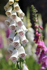 Macro image of a White-flowered Foxglove bloom, Somerset, England
