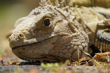 close up of a iguana