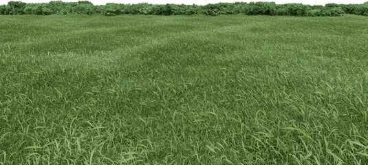 Realistic grass field with bushes. 3d rendering of isolated objects.