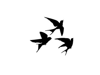 illustration of a flying birds