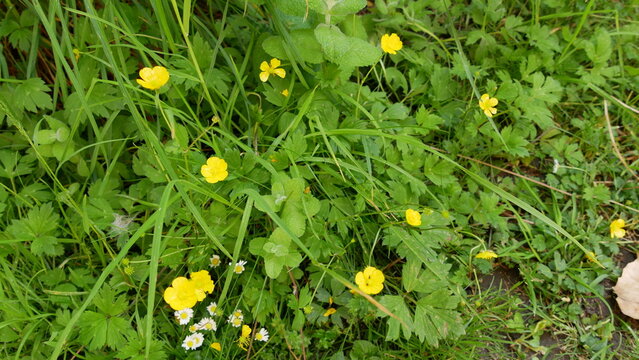 Fleur de bouton d'or ou renoncule ranunculus repens jaune
