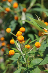 Sunlit Orange ball tree blooms, Somerset, England
