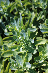 Sunlit Orpine leaves, Somerset, England

