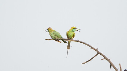 love bird stay together on the branch 
