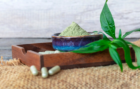 Andrographis paniculata extract powder in ceramic bowl.