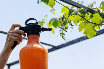 Spraying Pesticides Grape Vines in Vineyard against Fungal Diseases and Pests by Spray Bottle....