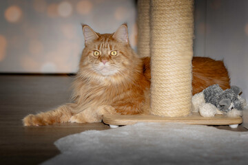 Roter Mainecoon Kater liegend mit entspannten Blick.