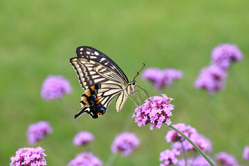 ヤナギハナガサと蝶