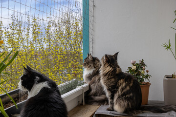 Drei Katzen sitzen auf einem Balkon und schauen in die Natur.