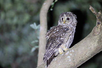 Ural owl (Strix uralensis fuscescens) in Kyushu, Japan