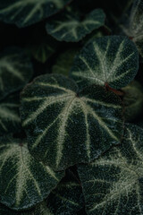 Hojas con nervaduras claras y textura