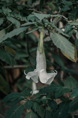 foto con forma de campana fondo verde con hojas