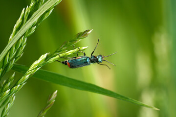 Zweifleckiger Zipfelkäfer (Malachius bipustulatus) krabbelt artistisch an grünen Gräsern - Baden-Württemberg, Deutschland © Robert Schneider