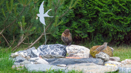a young blackbird, turdus merula, has bathed in a bird bath at a hot summer day
