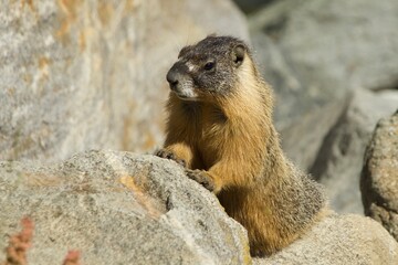 Wild marmot in mountains 