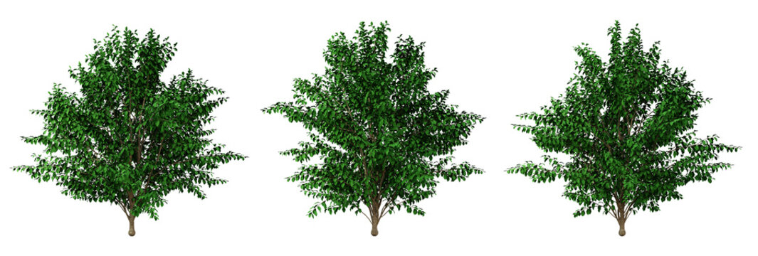 Green tree parrotia persica on transparent background, png plant, 3d render illustration.