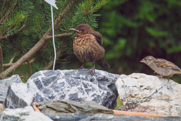 a young blackbird, turdus merula, has bathed in a bird bath at a hot summer day