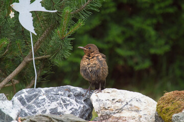 a young blackbird, turdus merula, has bathed in a bird bath at a hot summer day