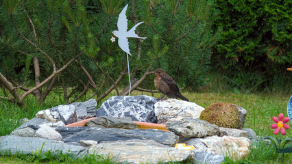 a young blackbird, turdus merula, has bathed in a bird bath at a hot summer day